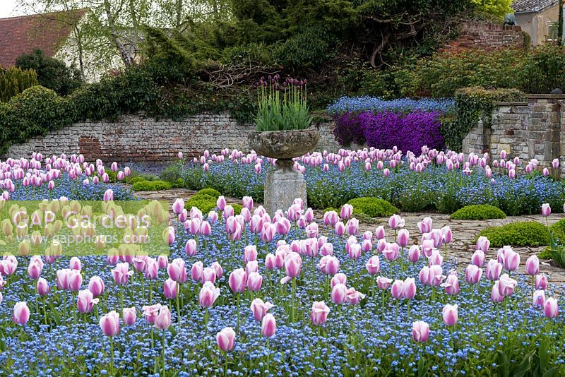 An informal parterre with Tulipa 'Ollioules' underplanted with forget-me-nots. In raised central urn, Tulipa 'Black Hero'.