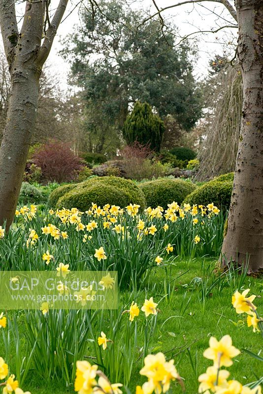 Narcissus - Naturalised daffodils in front of large box mounds.
