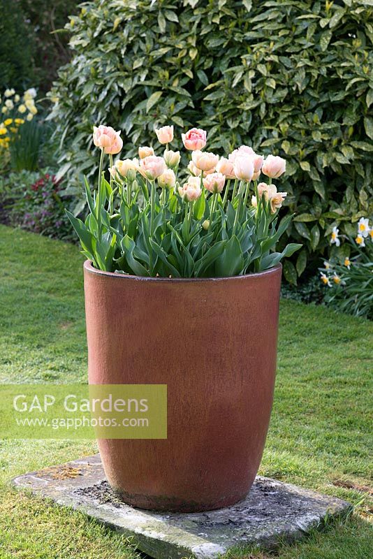 A glazed pot planted with Tulipa 'Orange Angelique'.