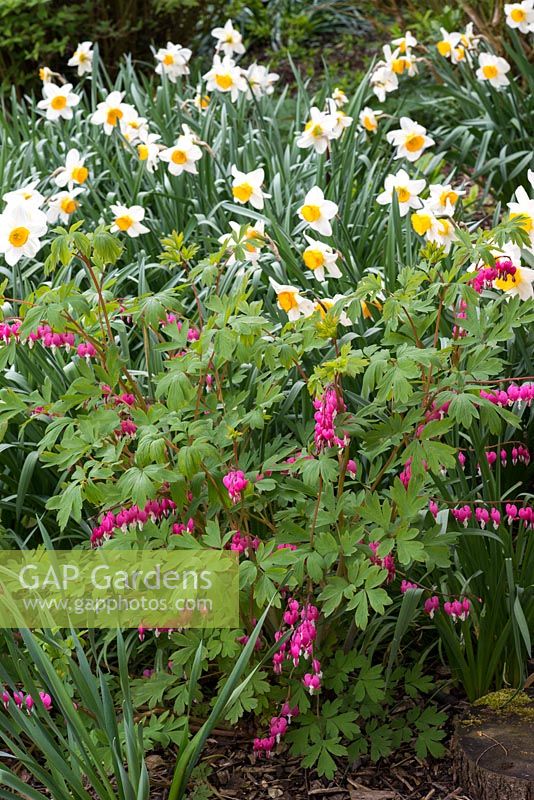 A spring border with Dicentra spectabilis planted with daffodils.