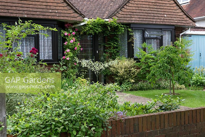 A front garden with Rosa 'Munstead Wood' by the entrance and a weeping cherry tree on the lawn.