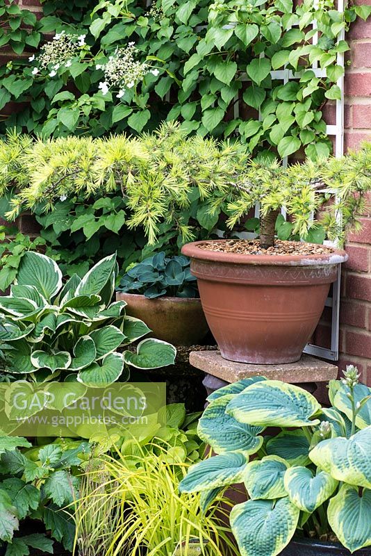 A bonsai pine in a terracotta pot surrounded by hostas.