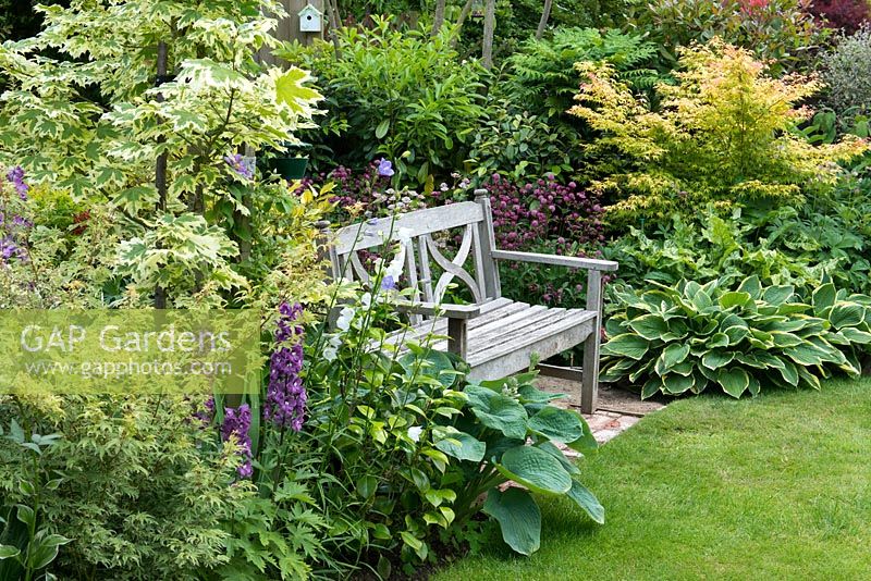 A wooden bench amongst a mixed border with hosta, acer, astranita, campanula and delphinium.