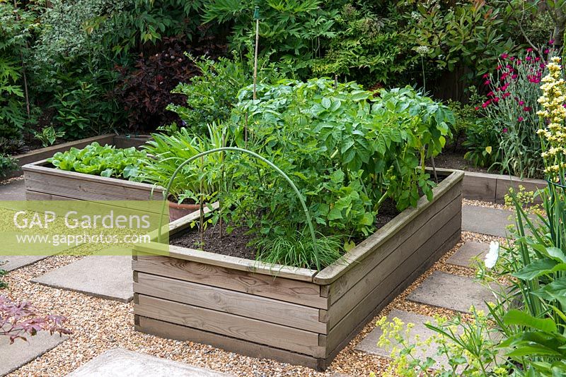 A wooden raised bed with fruit and vegetables: tomatoes, potatoes and gooseberry.