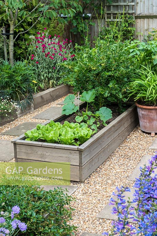 A raised area with slab and gravel paths between borders planted with fruit and vegetables: lettuce, courgette and gooseberry and mixed borders: penstemon, scabious and dianthus.