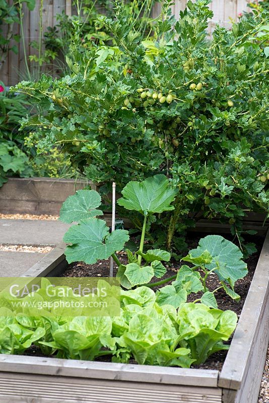 A wooden raised bed with fruit and vegetables: lettuce, courgette and gooseberry.