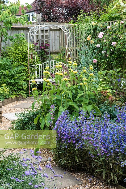 A slab and gravel path leading to an ornate metal bench beneath an arbour. In front, a mixed border with Phlomis russeliana, Penstemon heterophyllus 'Heavenly Blue' and Thalictrum flavum.
