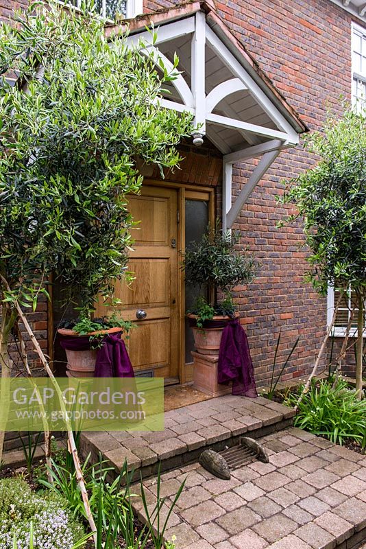 Front garden with entrance flanked by terracotta containers with standard oleander decorated with purple material.