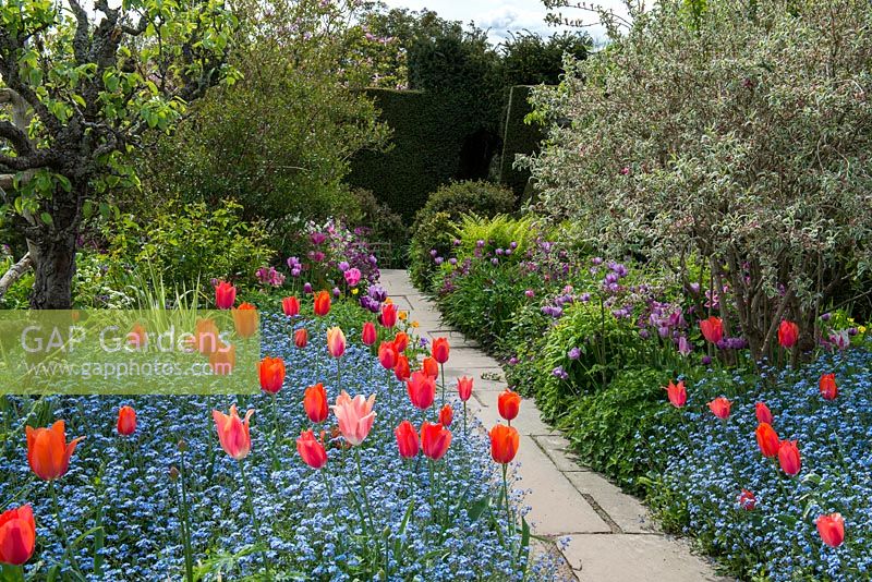Colourful spring borders with orange red Tulipa 'Annie Schilder' and 'Dordogne' underplanted with forget-me-nots, then pink Tulipa 'Barcelona'. In the distance, Tulipa 'Violet Beauty' and 'Negrita'. Great Dixter.
