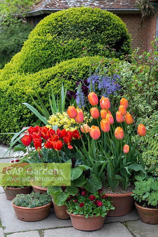 Spring pots with Tulipa 'Dordogne', scarlet Tulipa 'Couleur Cardinal', camassia, bellis daisies and narcissi. Great Dixter.