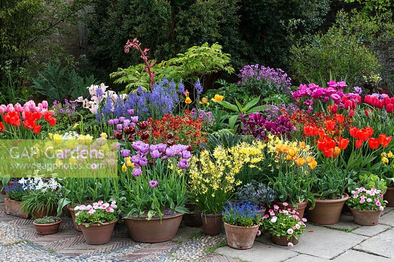 Pots of camassia, narcissi, Geranium maderense, bellis daisies, wallflowers and Tulips 'Violet Beauty', 'Pink Twist', golden 'Abu Hassan', pink and white 'Holland Chic', red double 'Antraciet, and orange 'Cairo' and 'Brown Sugar'. Great Dixter.