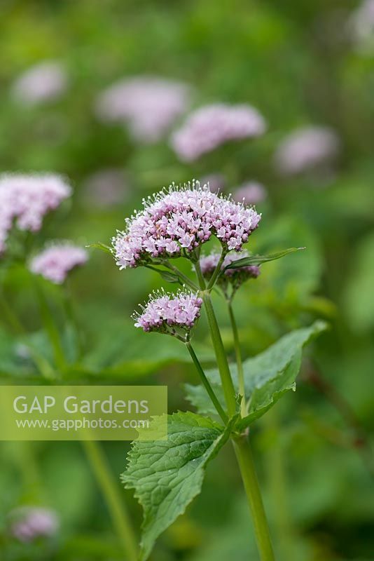 Valeriana pyrenaica, a tall perennial bearing fluffy pink flowers in April.