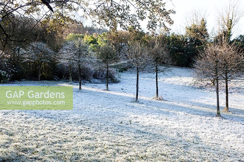 The meadow under frost. Avenue of Corylus 'Colurna' - turkish Hazel. Veddw House Garden, Devauden, Monmouthshire, Wales. UK. Garden designed and created by Anne Wareham and Charles Hawes. January.