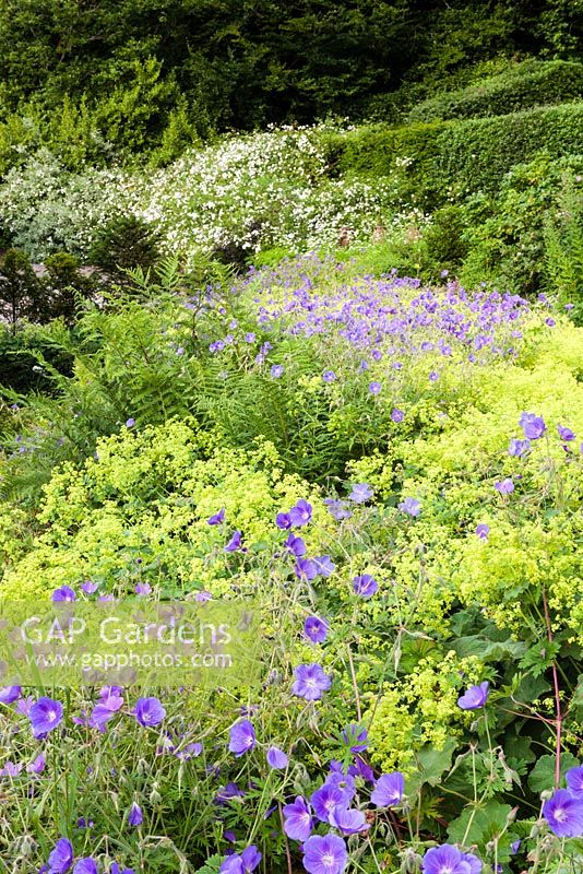 The Conservatory Border: Alchemilla mollis, blue geraniums. View to Rosa wichurana. Veddw House Garden, Monmouthshire, South Wales. July 2015.  Garden created by Anne Wareham and Charles Hawes.