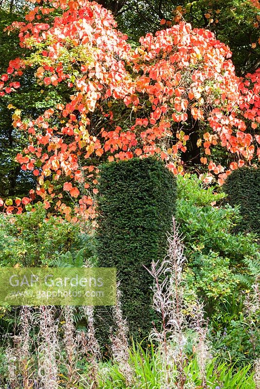 Columns of clipped Taxus baccata, with Vitis coignetiae growing through trees.Seedheasds of Rosebay Willow Herb in the Wild Garden. Veddw House Garden, Monmouthshire, Wales, UK. October. Garden designed and Created by Anne Wraeham and Charles Hawes