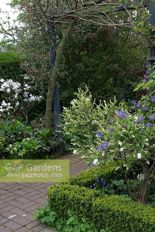 A path through spring borders with Exochorda macrantha 'The Bride' and clematis macropetala. Farside: Magnolia 'Stellata' underplanted with Helleborus and Ribes sanguineum behind.