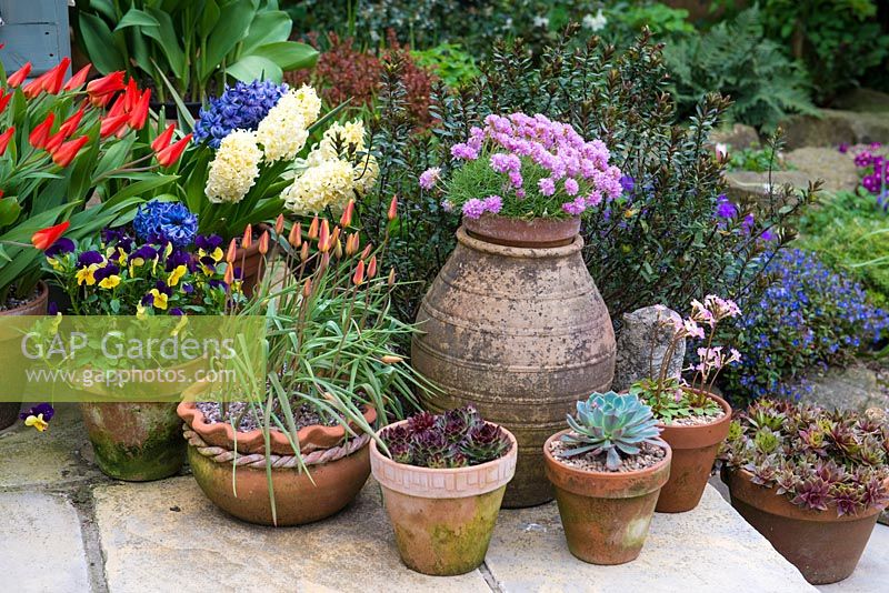 A group of terracotta containers with echeveria, tulipa, viola, hyacinthus and armeria.