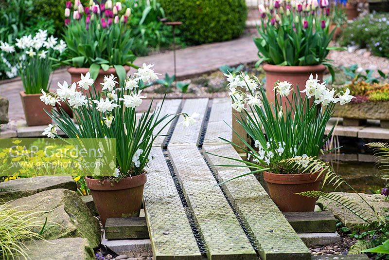A wooden bridge over a pond surrounded by containers planted with Tulipa 'Havran' and Narcissus 'Thalia'. At the far end an old Bramley apple tree. Wooden boardwalk is covered in chickenwire, to create a safe, unslippery surface.