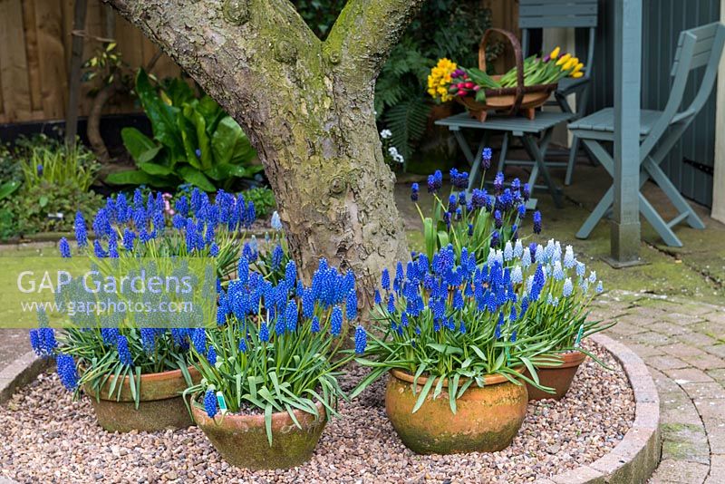An old Bramley apple tree surrounded by containers planted with Muscari botryoides 'Superstar', 'Peppermint' and Muscari latifolium.
