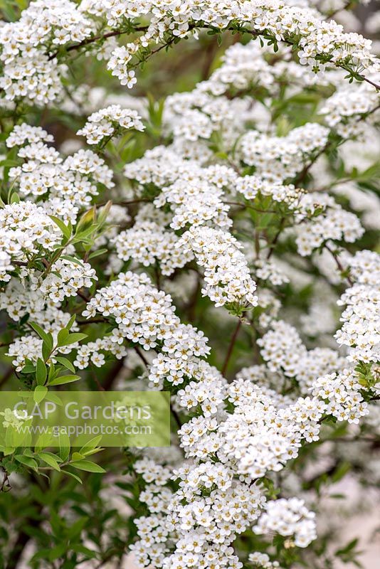Spiraea arguta. A deciduous shrub with arching sprays of white flowers in mid and late spring.