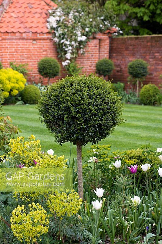 An evergreen ligustrum standard rises above a bed of euphorbia and tulips 'White Triumphator', 'Spring Green' and 'Ballade'.