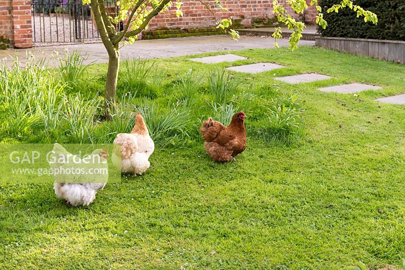 Chickens on a lawn.