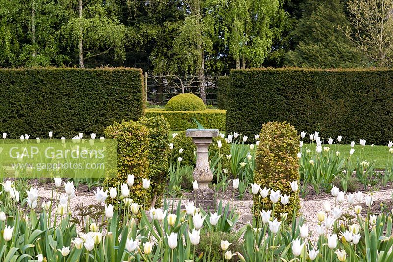 A parterre is planted with tulips 'White Triumphator' and 'Spring Green'.