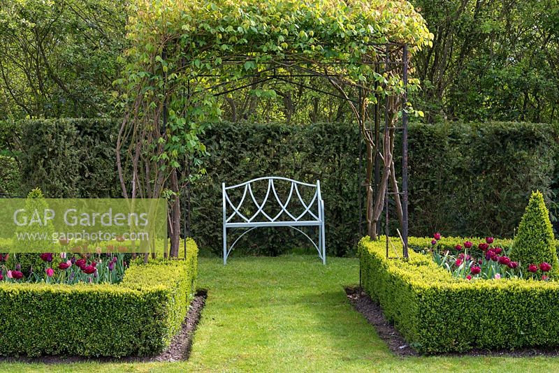 A painted metal bench in front of a yew hedge with square box edged beds filled with tulips