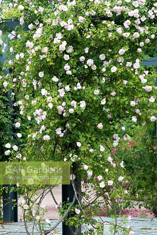 Rosa Ayrshire Splendens - scented rose