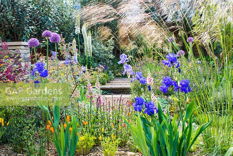 Blue Iris 'Mer du Sud' - bearded iris, Verbascum 'Merlin' and Allium 'Gladiator' in front of gravel path. . Royal Bank of Canada Garden. Designer - Matthew Wilson. Sponsor - Royal Bank of Canada