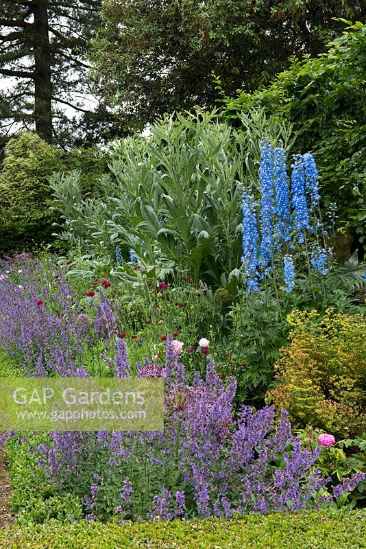 A long box-edged summer border planted with delphinium, knautia, catmint, peonies, splurge and cardoons in front of a pleached hornbeam hedge.