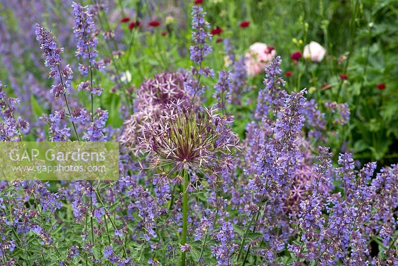 A harmonius purple and blue combination of alliums and catmint.