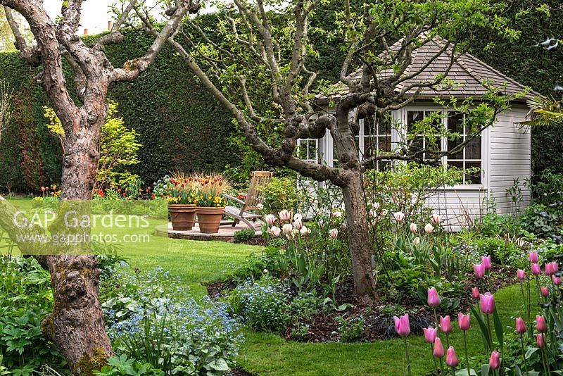 Mature apple tree in island beds. The central bed is planted with Forget-me-nots, Tulipa Burning Heart and Ophiopogon nigrescens. The left bed with Brunnera macrophylla and Tulipa Don Quichotte in the right. Beyond a small wooden summer house and patio with Tulipa Abu Hassan and Carex comans Bronze in large terracotta pots.