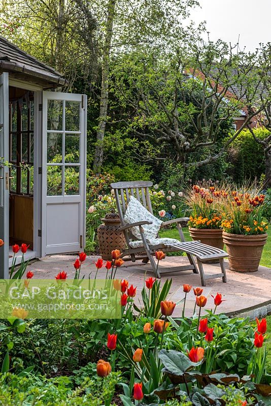 A small wooden summerhouse and patio with hot mixed borders including Tulipa Brown Sugar, General de Wet and Orange Cassini. The large terracotta containers are planted with Tulipa Abu Hassan and Carex comans Bronze.