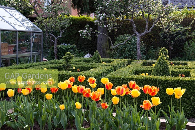 A raised bed planted with Tulipa Golden Apeldoorn and Apeldoorn Elite in front of a small formal box parterre, apple trees and greenhouse.