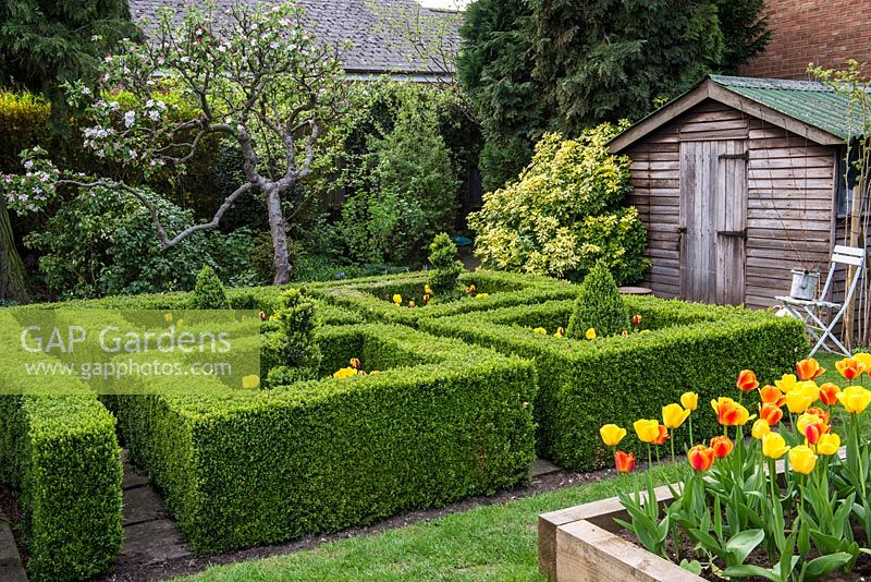 A small formal spring garden with old apple trees, shed and box parterre and raised bed filled with Tulipa Golden Apeldoorn and Apeldoorn Elite. Square box parterre shoe-horned into small corner of garden.