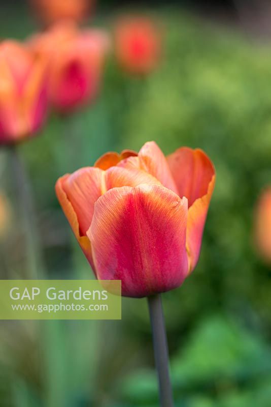 Tulipa Brown Sugar, a bi-coloured Triumph tulip.