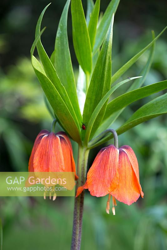 Fritillaria imperialis, a robust perennial with stout stems bearing whorled, lance-shaped leaves and bell shaped flowers in spring 