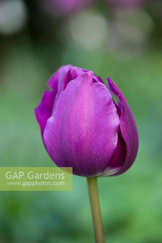 Tulipa Attila, A Triumph Group tulip with a single cup shaped purple flower. Good for cut flowers.