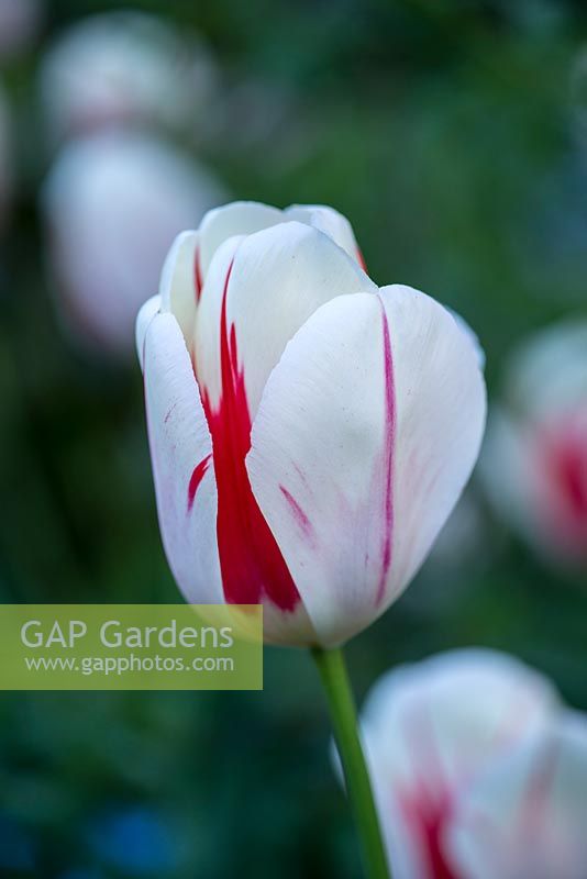 Tulipa Burning Heart, a Darwin Hybrid Tulip which flowers from mid spring.