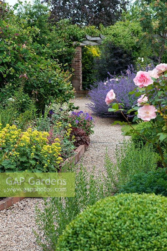 A gravel path sweeps past box balls, Rosa 'Jenny's Rose', Alchemilla mollis, heuchera and hardy geranium to a clump of catmint.