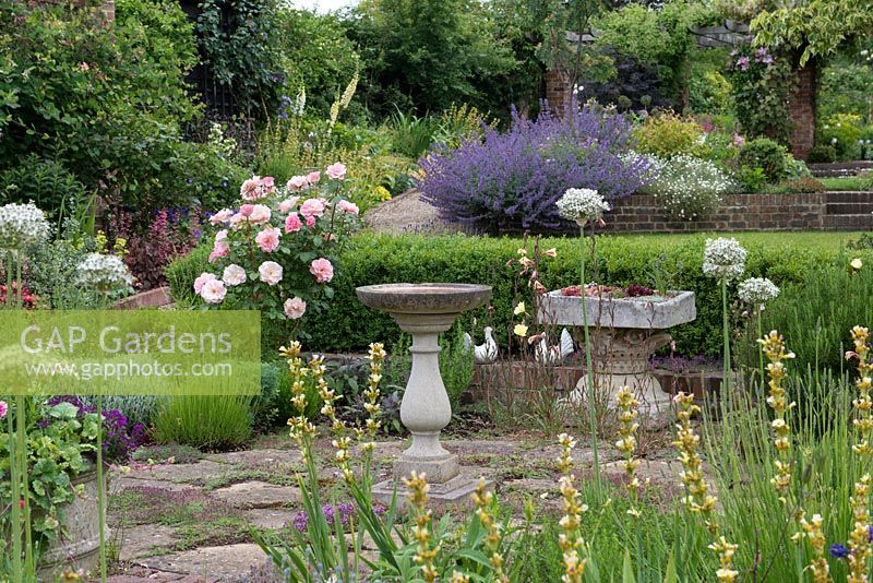 A terraced garden with small thyme courtyard, planted with sisyrinchium, white allium, lavender and Rosa 'Jeyy's Rose'.