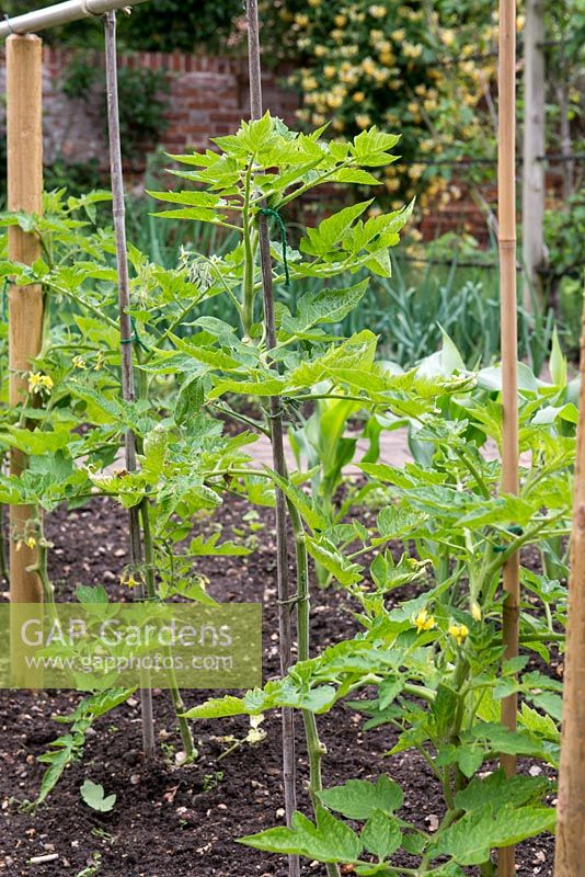 Cane supports with tomato plants.