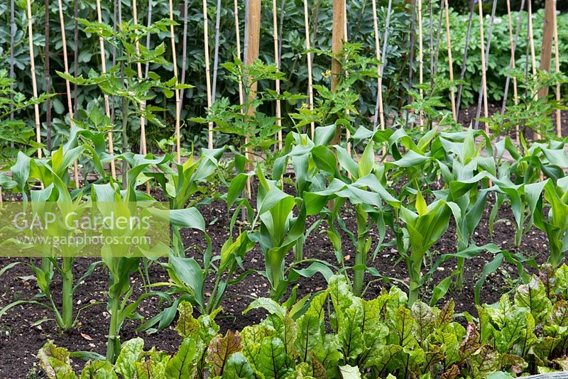 A vegetable bed planted with beetroot, sweet corn and tomato plants on cane supports.