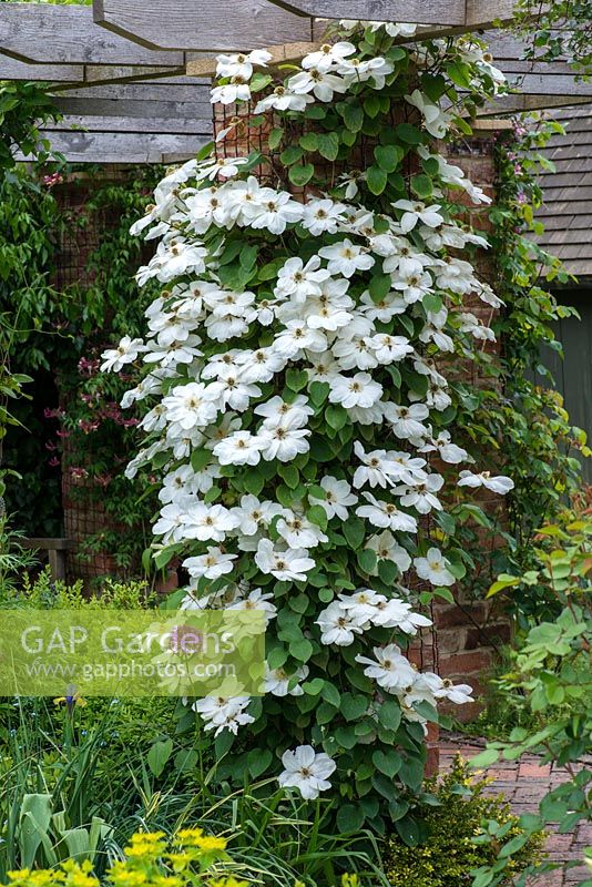 Clematis 'Guernsey Cream', a large flowered climber on a brick pillared pergola in early summer.