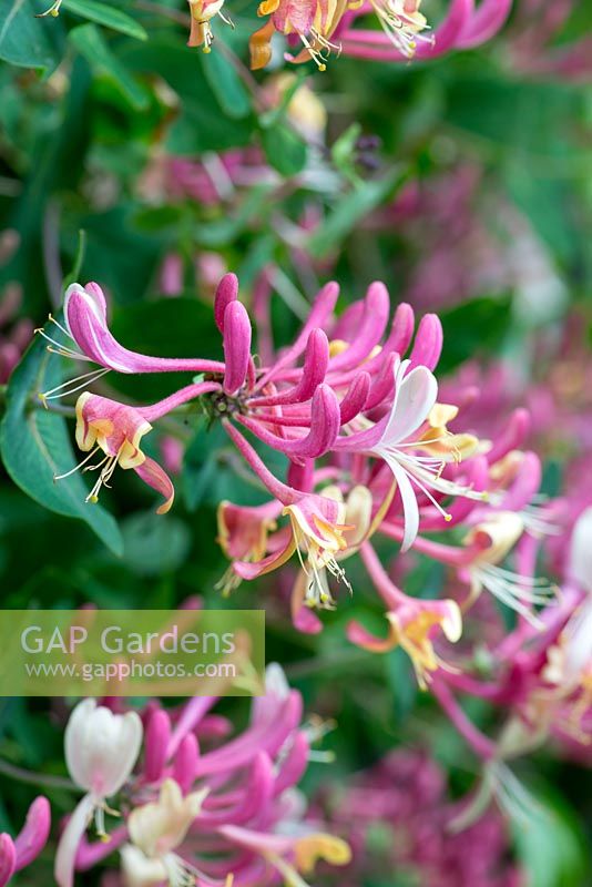 Lonicera periclymenum 'Belgica', early Dutch honeysuckle, a fragrant climber flowering from late May.