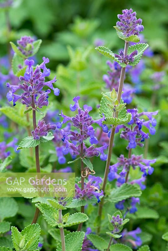 Nepeta 'Walker's Low', catmint, an aromatic perennial loved by bees, flowering from May.