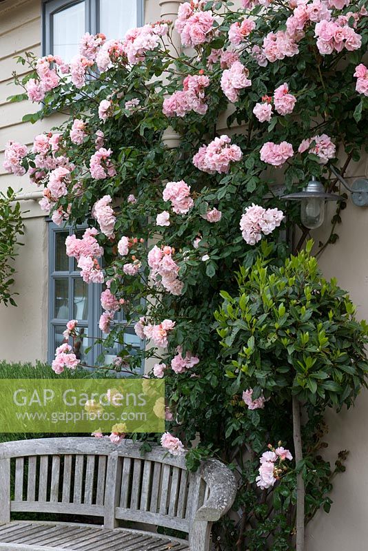 Rosa 'Clair Matin', a fragrant, repeat flowering climbing rose.