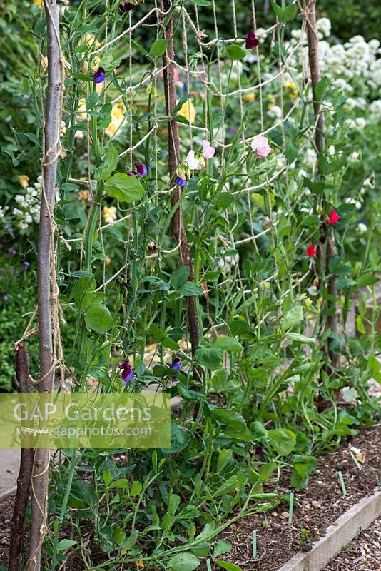 Lathyrus odoratus - Sweet peas trained up string netting attached to hazel sticks.