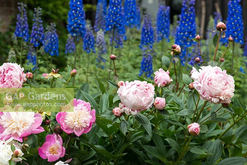Cut flower border with peony 'Bowl of Beauty' and 'Sarah Bernhardt' with delphiniums